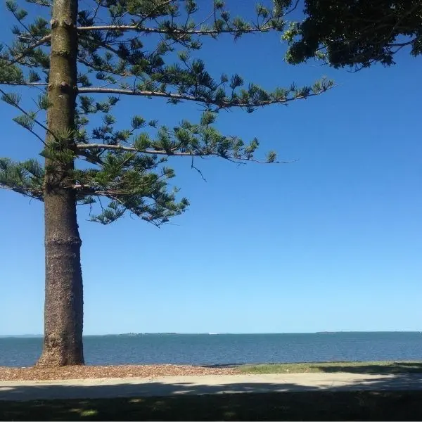 A large pine tree with a view over the water at Wynnum Esplanade, Brisbane